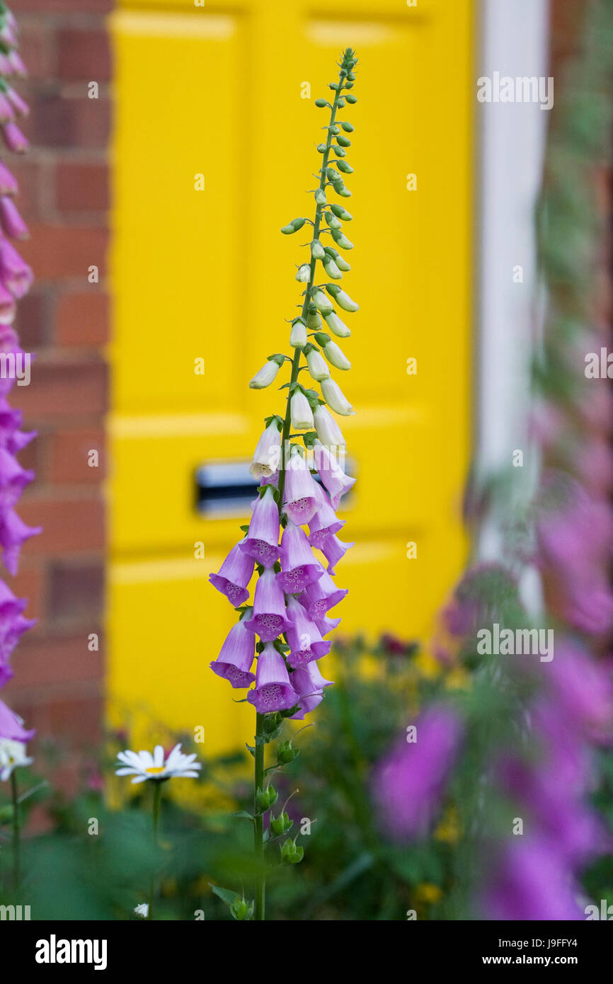 Digitalis purpurea in front of a yellow front door. Stock Photo