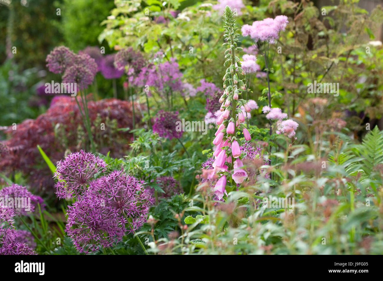 Foxglove and Alliums in a cottage garden. Stock Photo