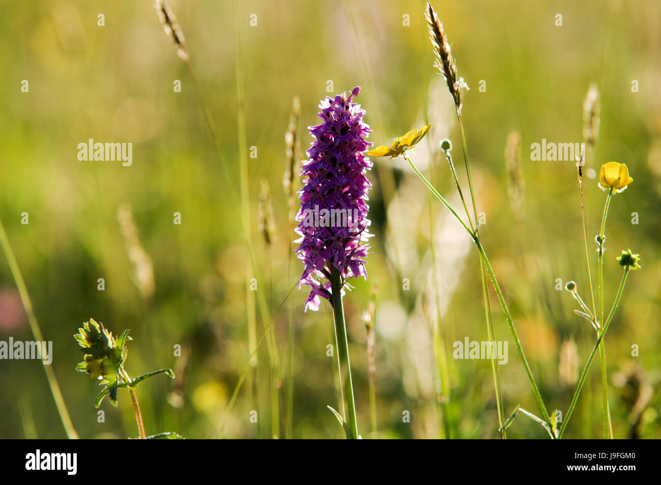 Wild orchids flowering in a meadow in West Sussex Stock Photo