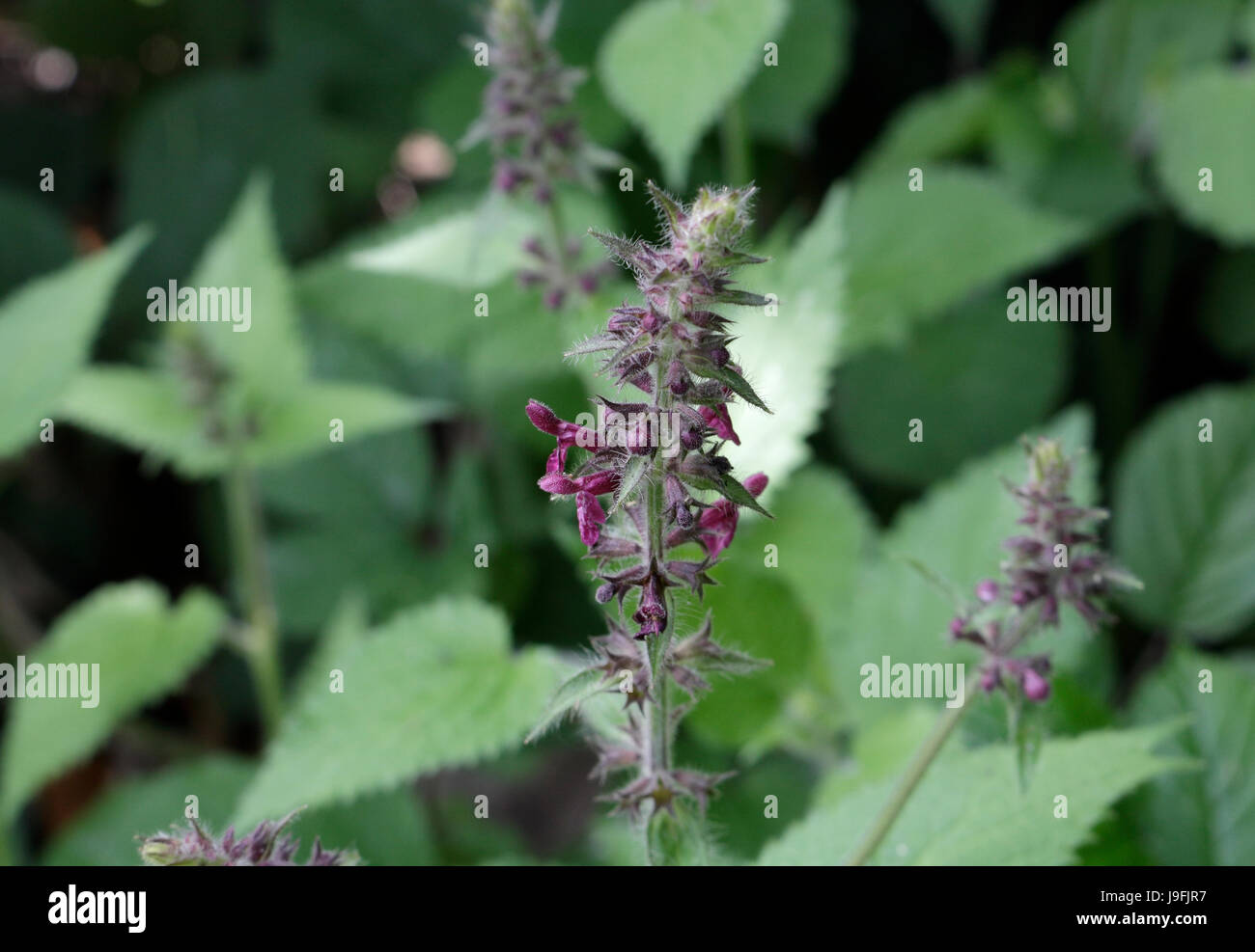 Hedge Woundwort in flower, Stachys Sylvatica Stock Photo