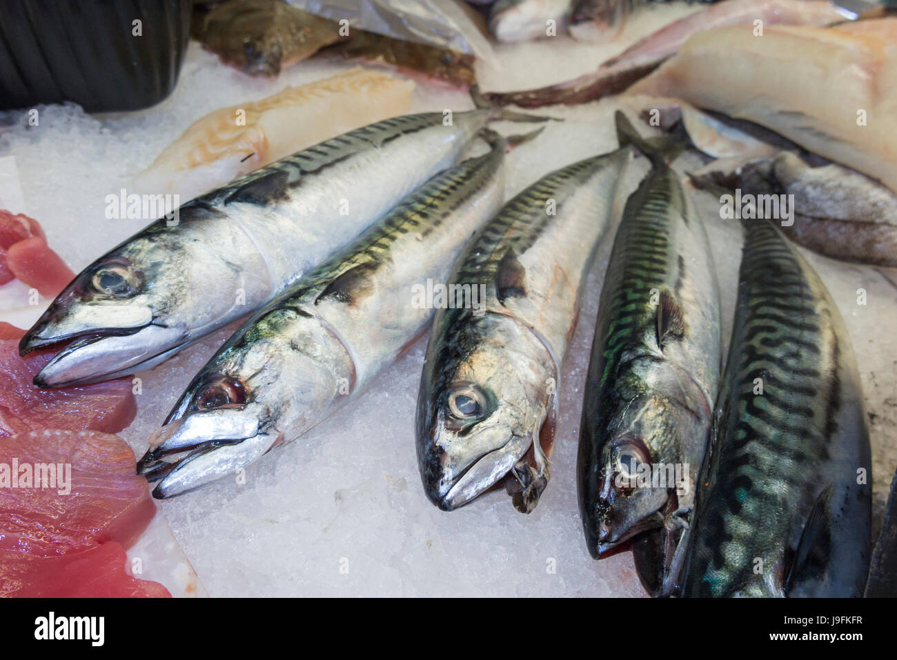 Selection of wet fish / mackerel, freshly caught, for sale at the