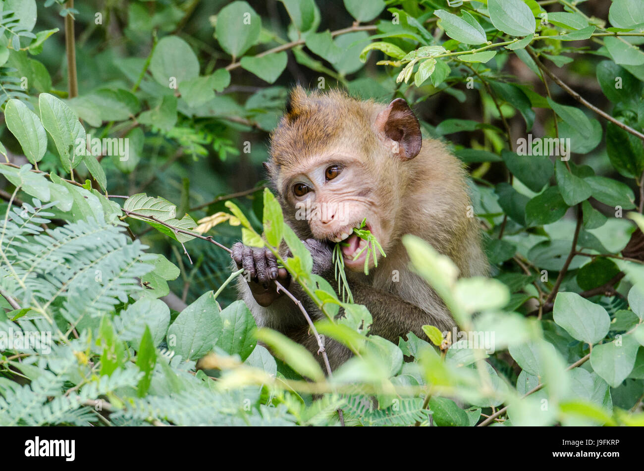 A lone juvenile crab-eating macaque (Macaca fascicularis) or long-tailed macaque feeding in the local park near villages in Thailand Stock Photo