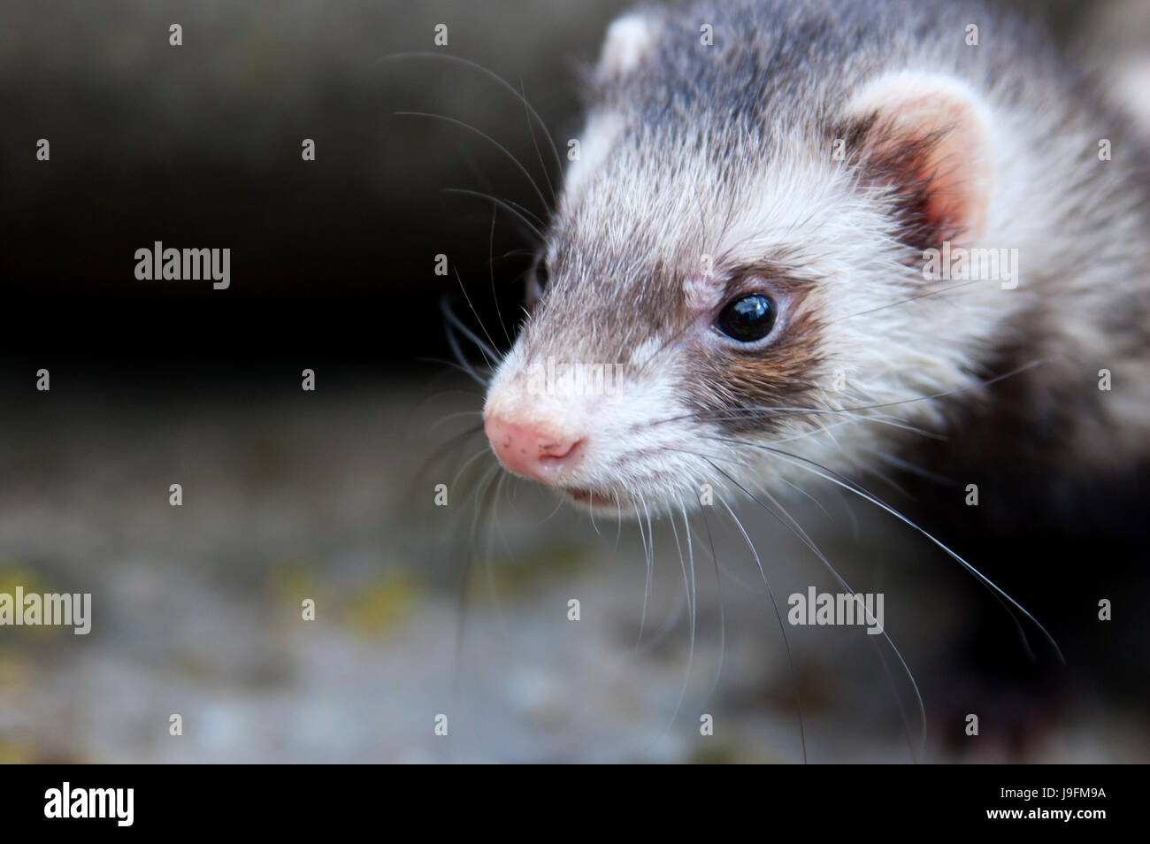 Ferret catch hires stock photography and images Alamy