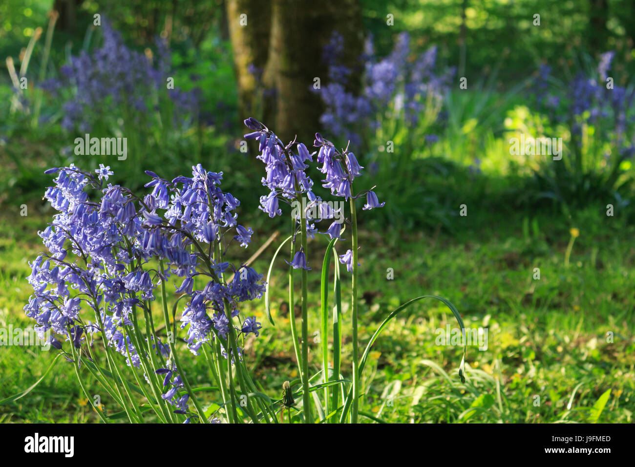 Bluebells in the evening sun Stock Photo