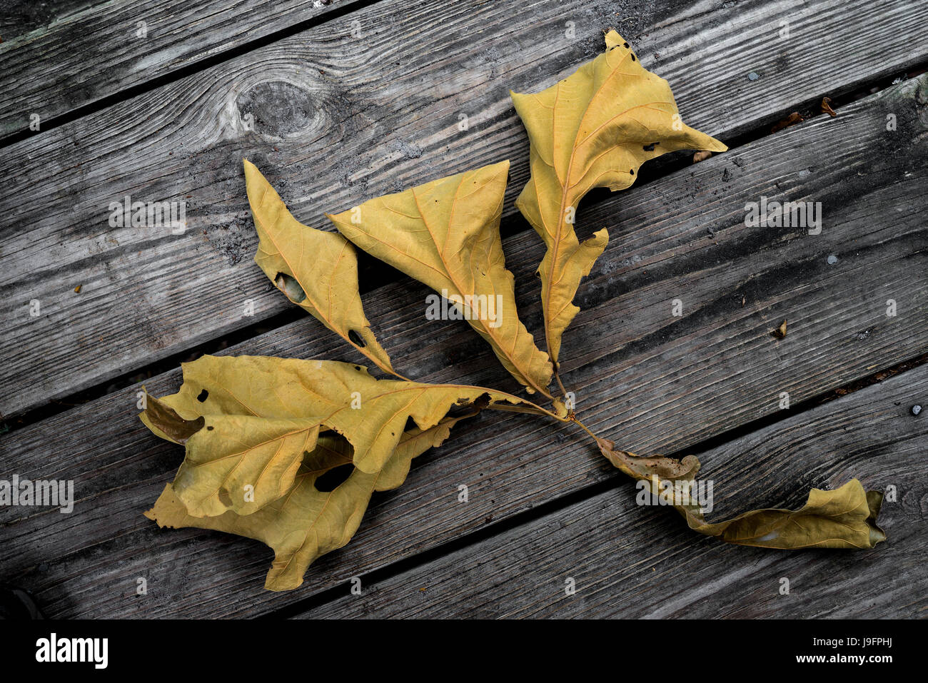 Dried up leaf cluster from an oak tree Stock Photo Alamy