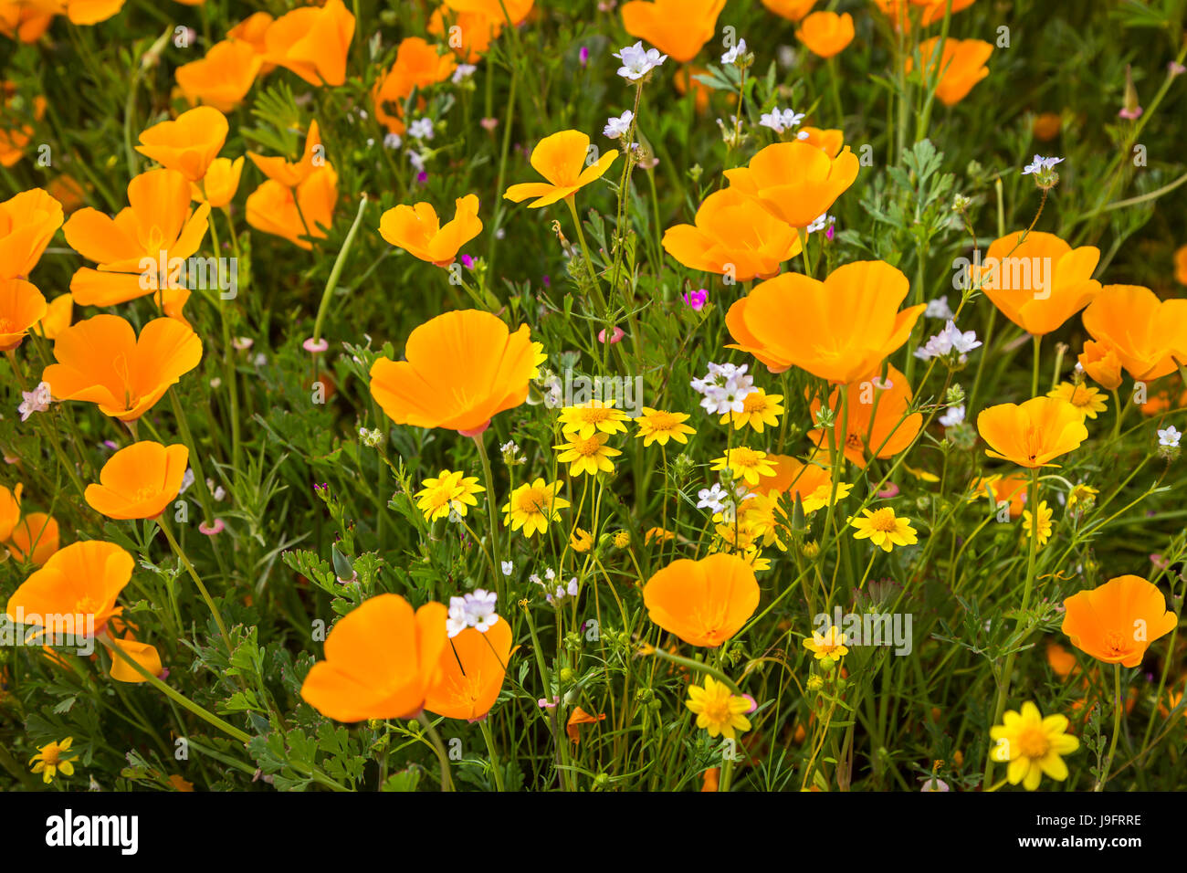 The spring California poppy blooming on a hillside near Murrieta, California, USA. Stock Photo