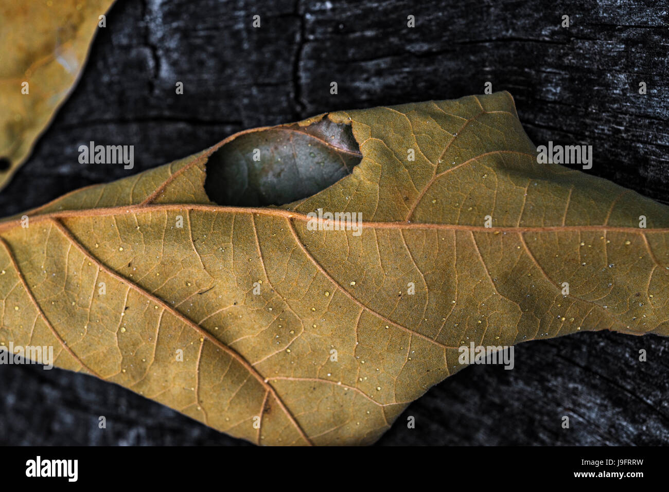 Dried up leaf cluster from an oak tree Stock Photo Alamy