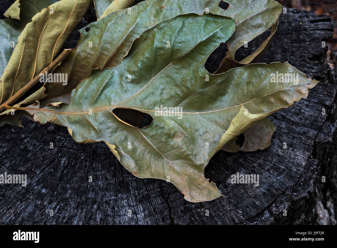 Dried up leaf cluster from oak tree. Stock Photo