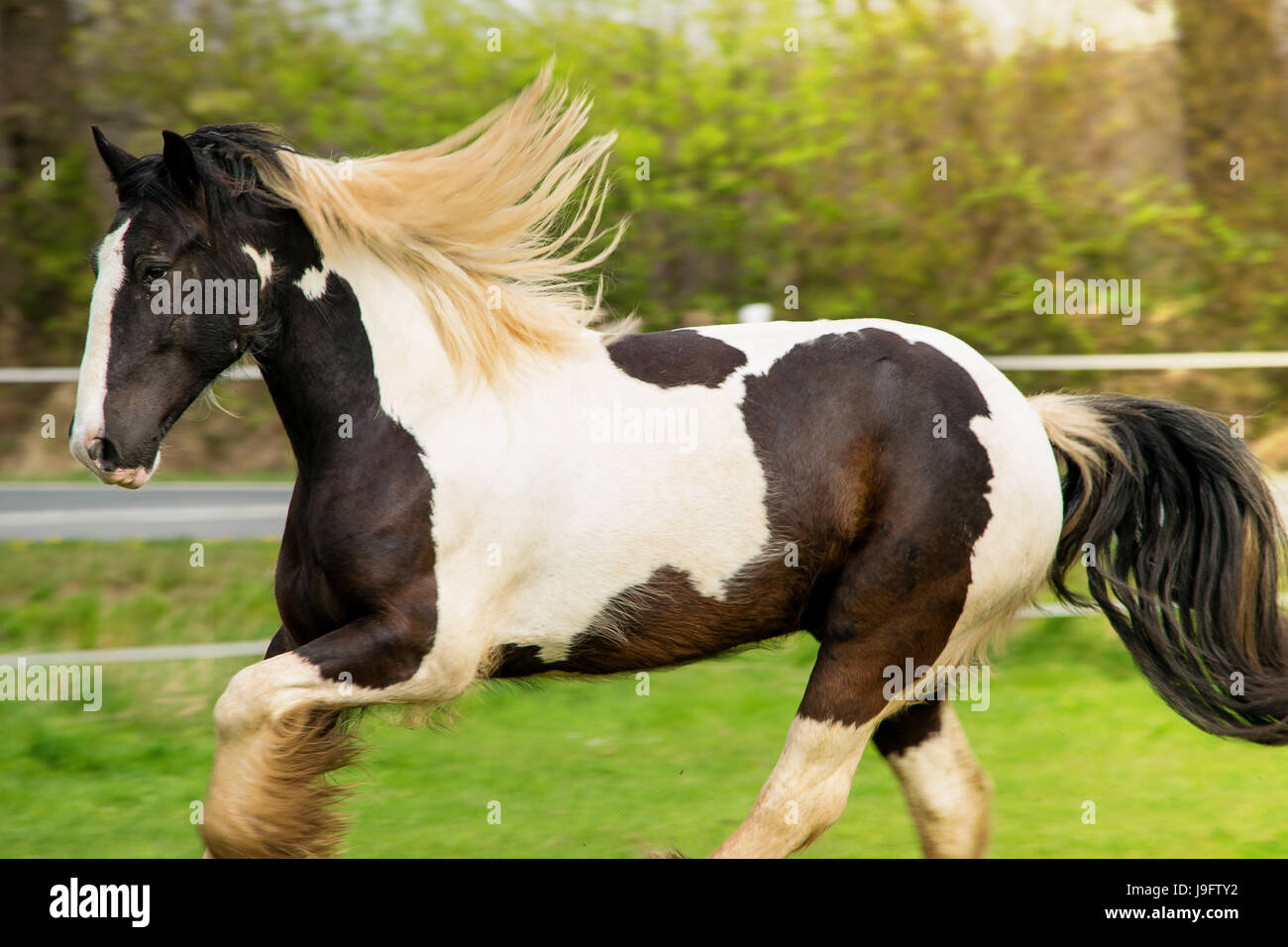 Horses running wild Stock Photo Alamy