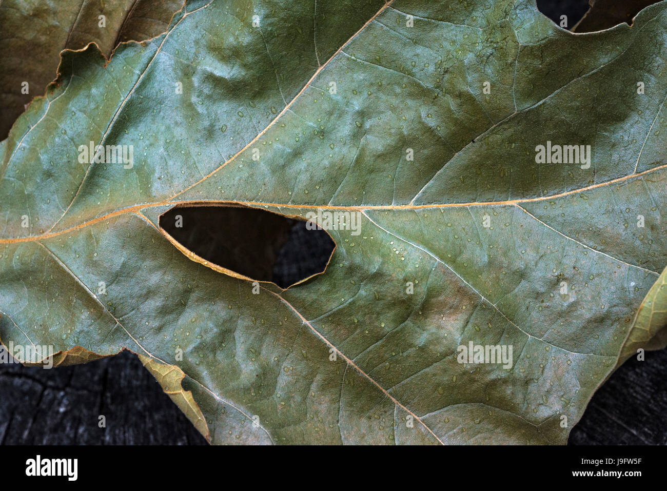 Dried up leaf cluster from an oak tree Stock Photo Alamy