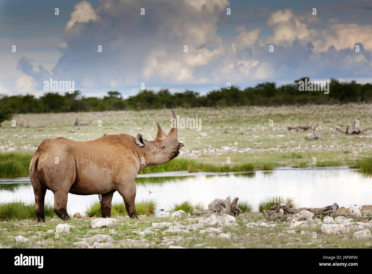 Rhino standing by a water hole, Etosha NP, Namibia. Stock Photo