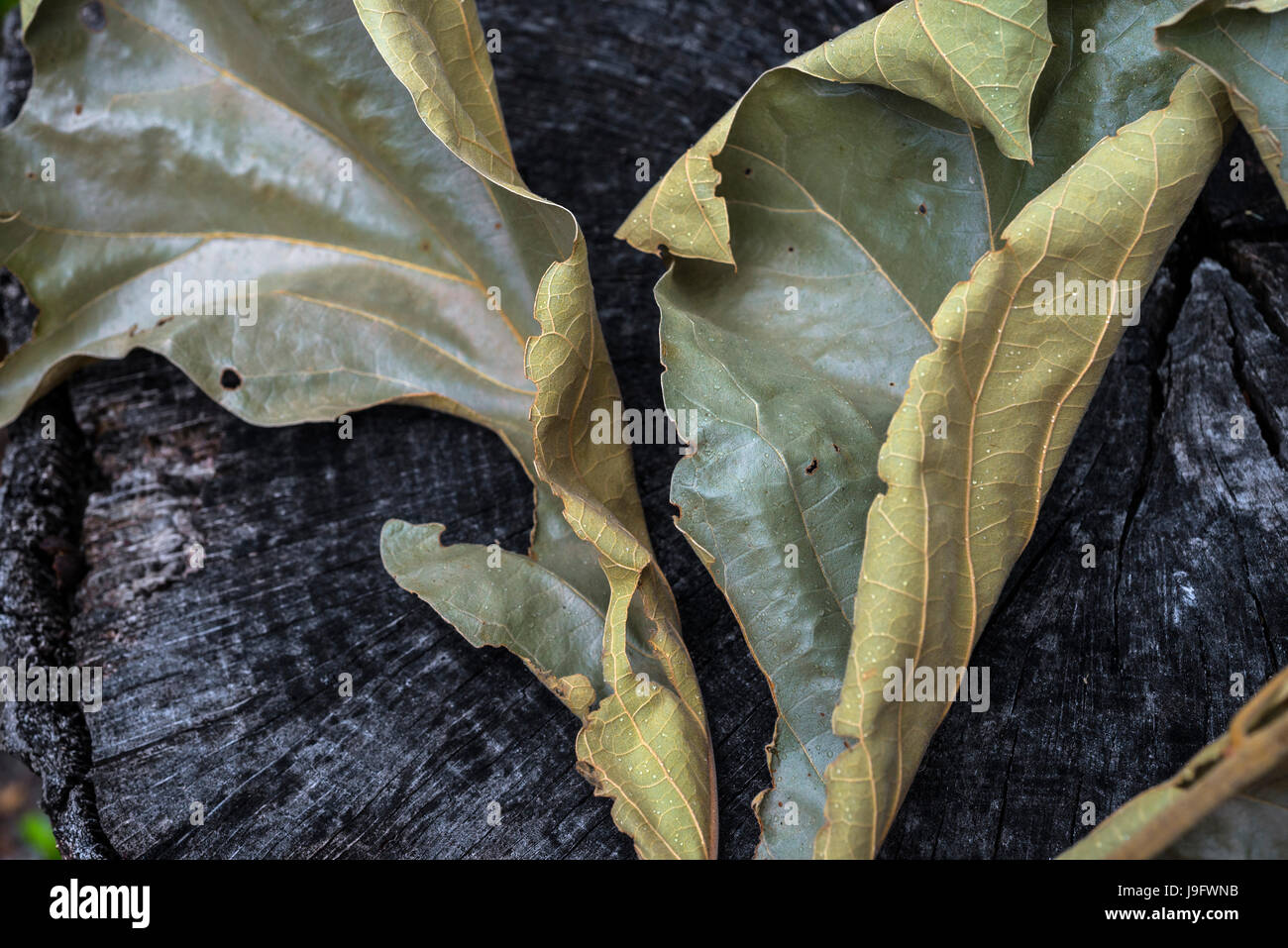 Dried up leaf cluster from an oak tree Stock Photo Alamy