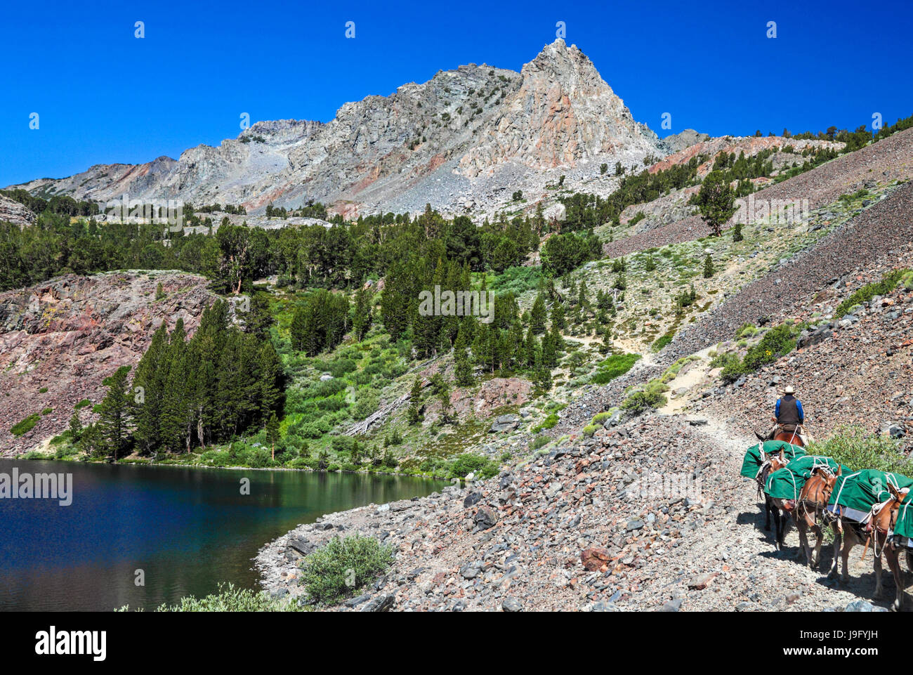 Mules carry supplies on the Virginia Lakes Trail by Blue Lake in the