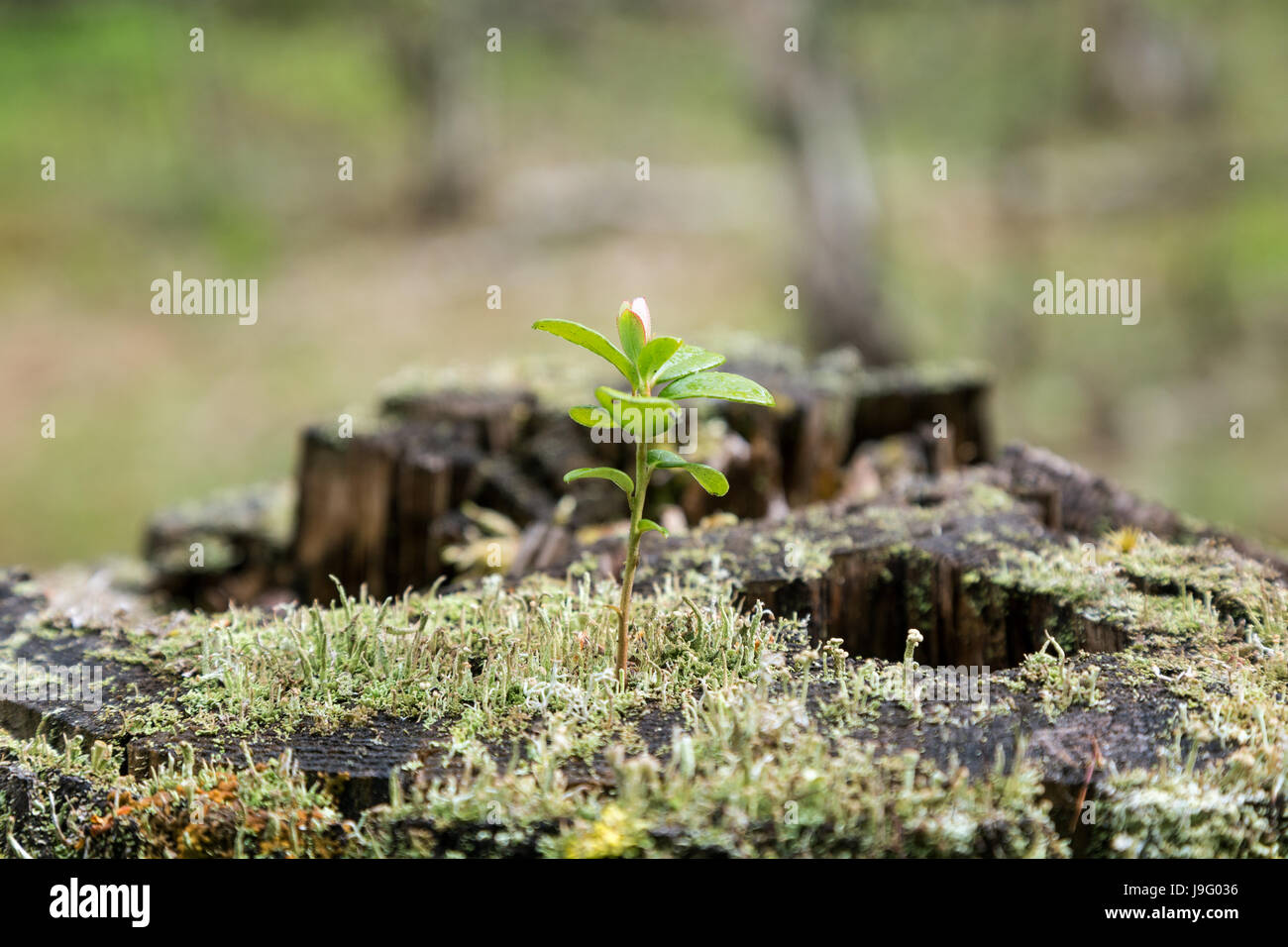 Close-up of a lingonberry (or cowberry, huckleberry, foxberry) sapling, moss and lichen growing on top of a stump of a tree in the forest. Stock Photo