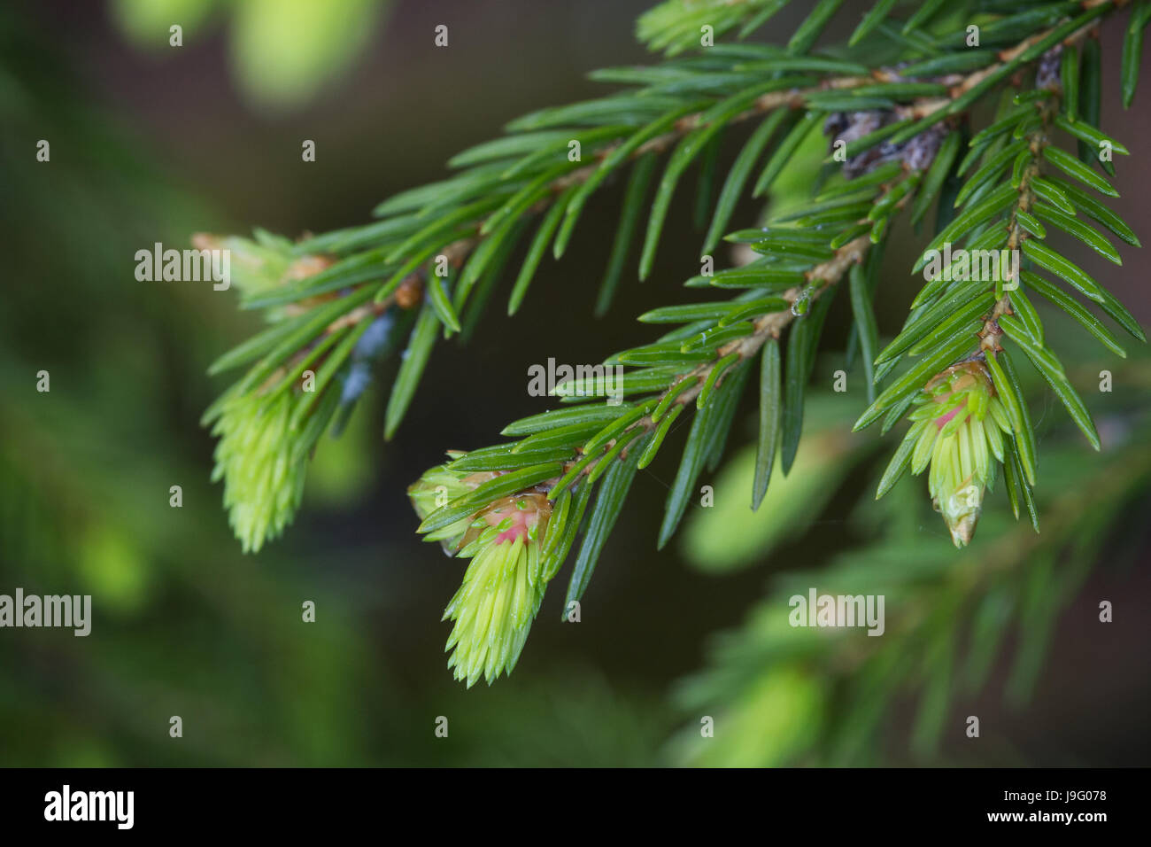 Young Spruce Sprout High Resolution Stock Photography and Images - Alamy