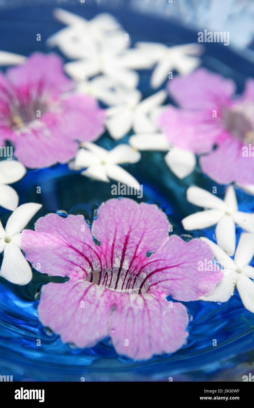 health, holiday, vacation, holidays, vacations, flower, plant, flora, summer, Stock Photo