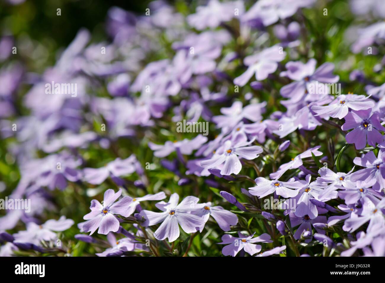 flower, plant, shine, shines, bright, lucent, light, serene, luminous, sunny, Stock Photo