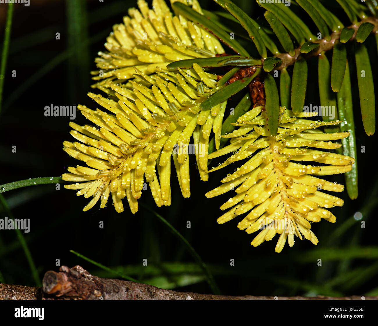 A small decorative fir-tree in a pot with green shoots Stock Photo