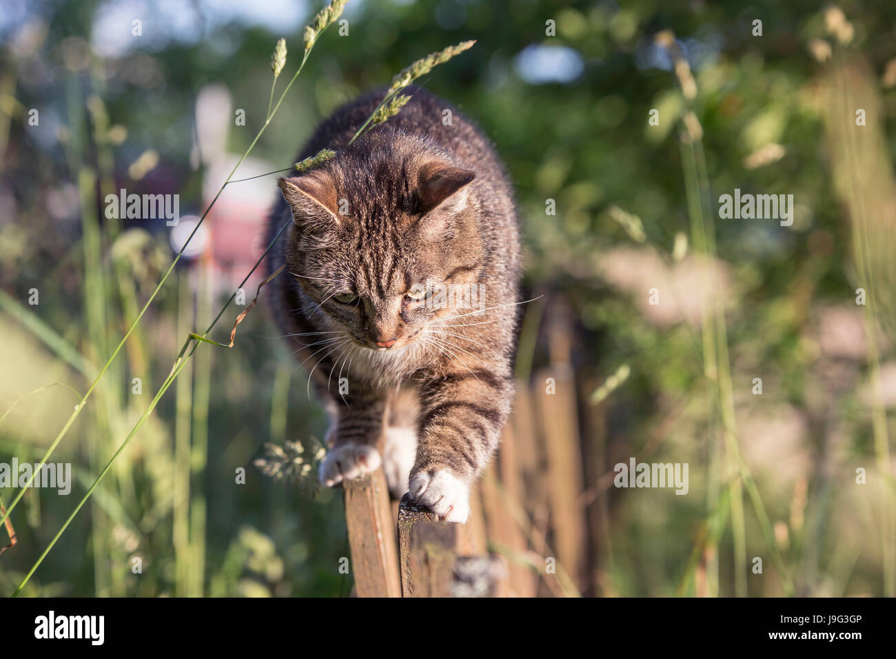 A cat walking on a fence, summer golden hour light, polish coutryside, pure joy and nature, real contact with animals during holidays. Stock Photo