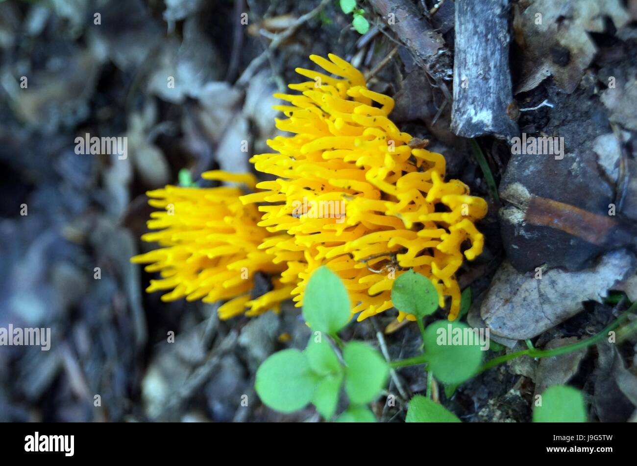 Mushroom Hericium koralloides bright yellow color growing in the forest Stock Photo