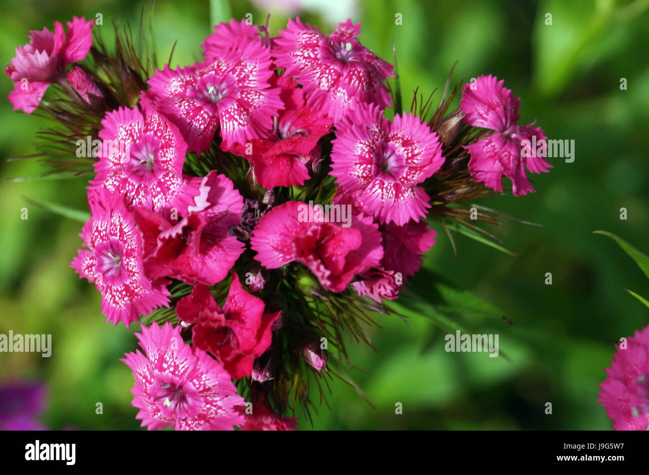 Inflorescence of a pink carnation on a bush with green leaves on a