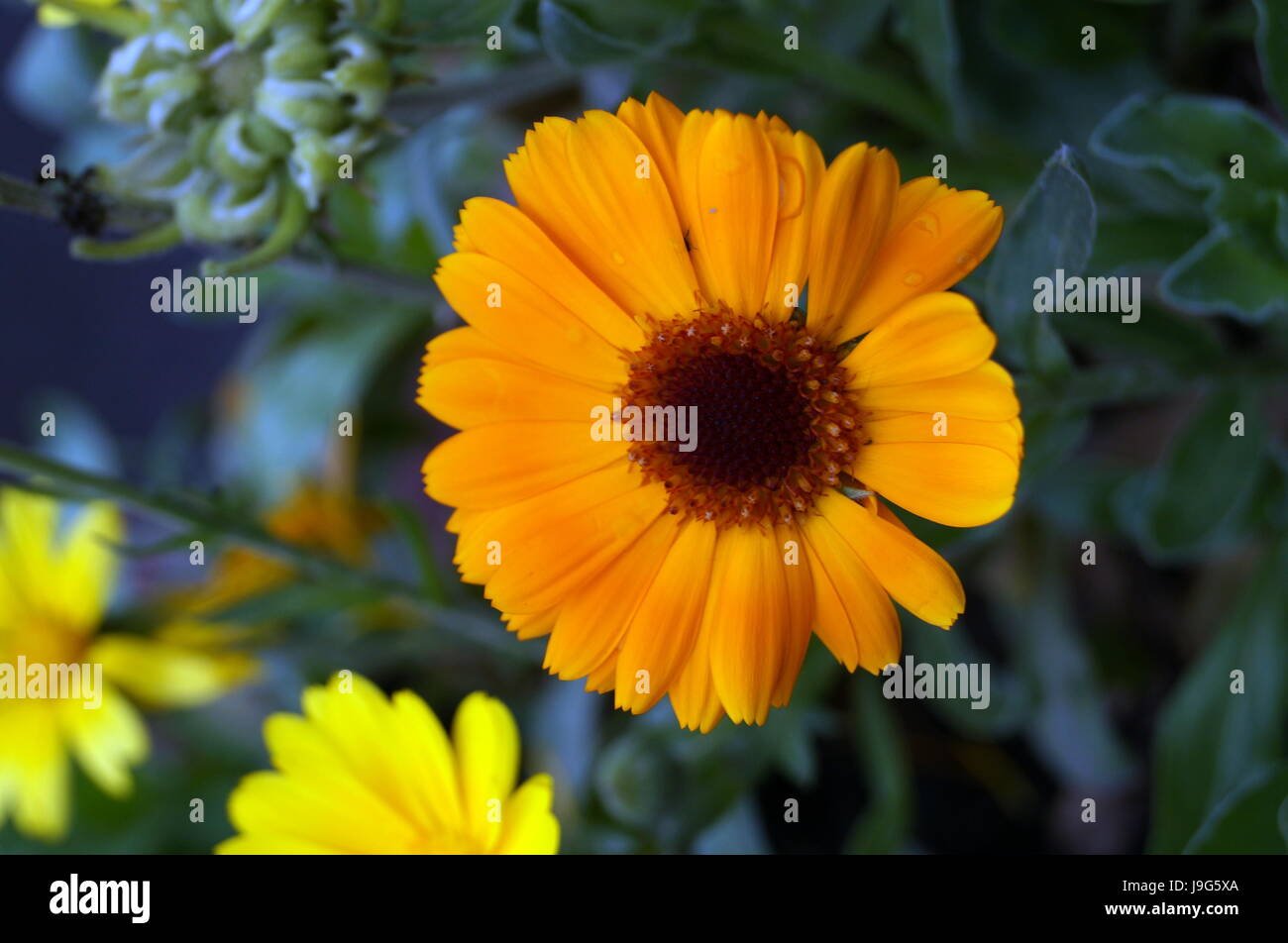 Yellow Flower With Brown Center Name Jack Frost