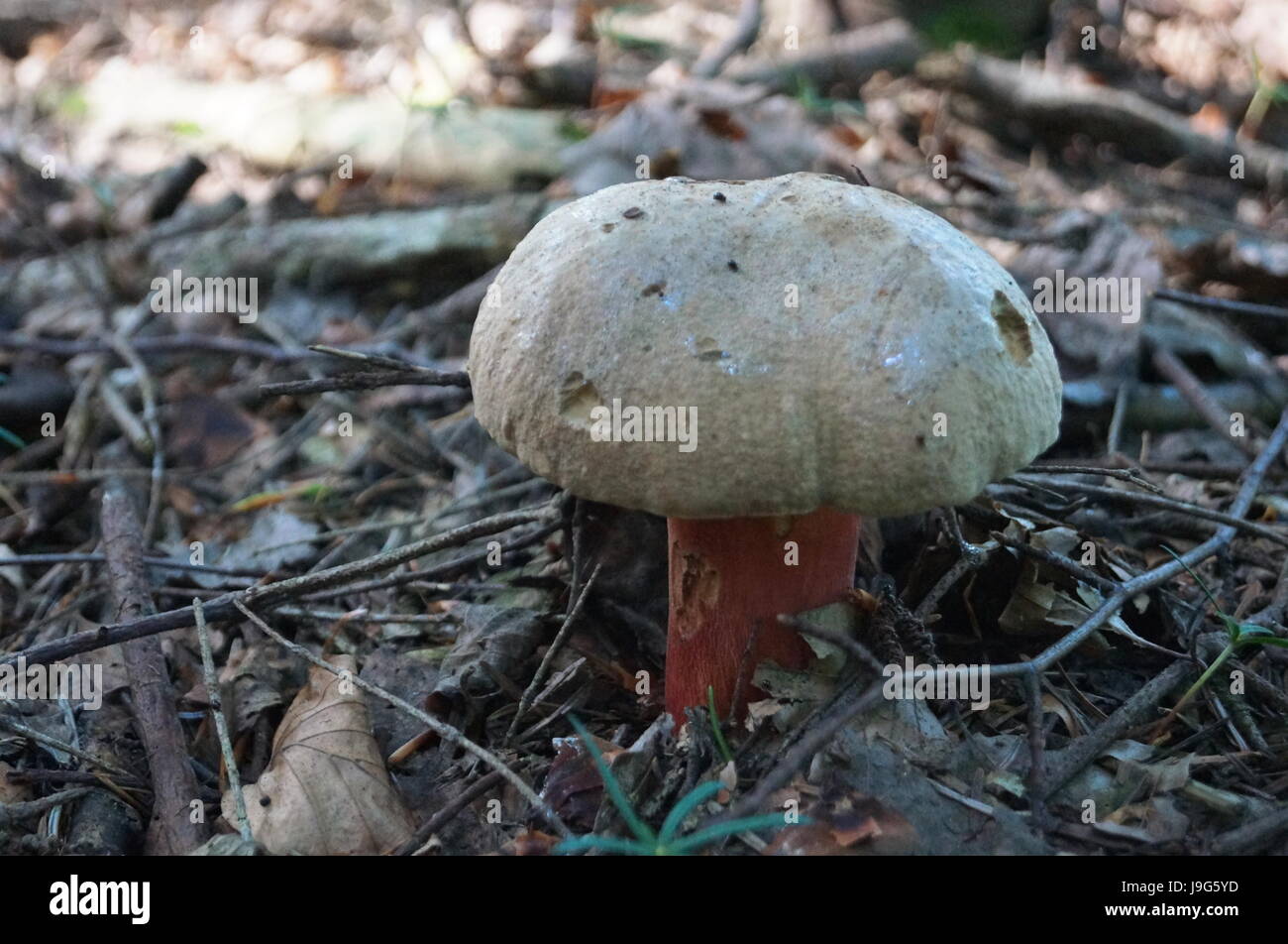 Mushroom Boletus Satanas with gray beige hat and pink leg Stock Photo