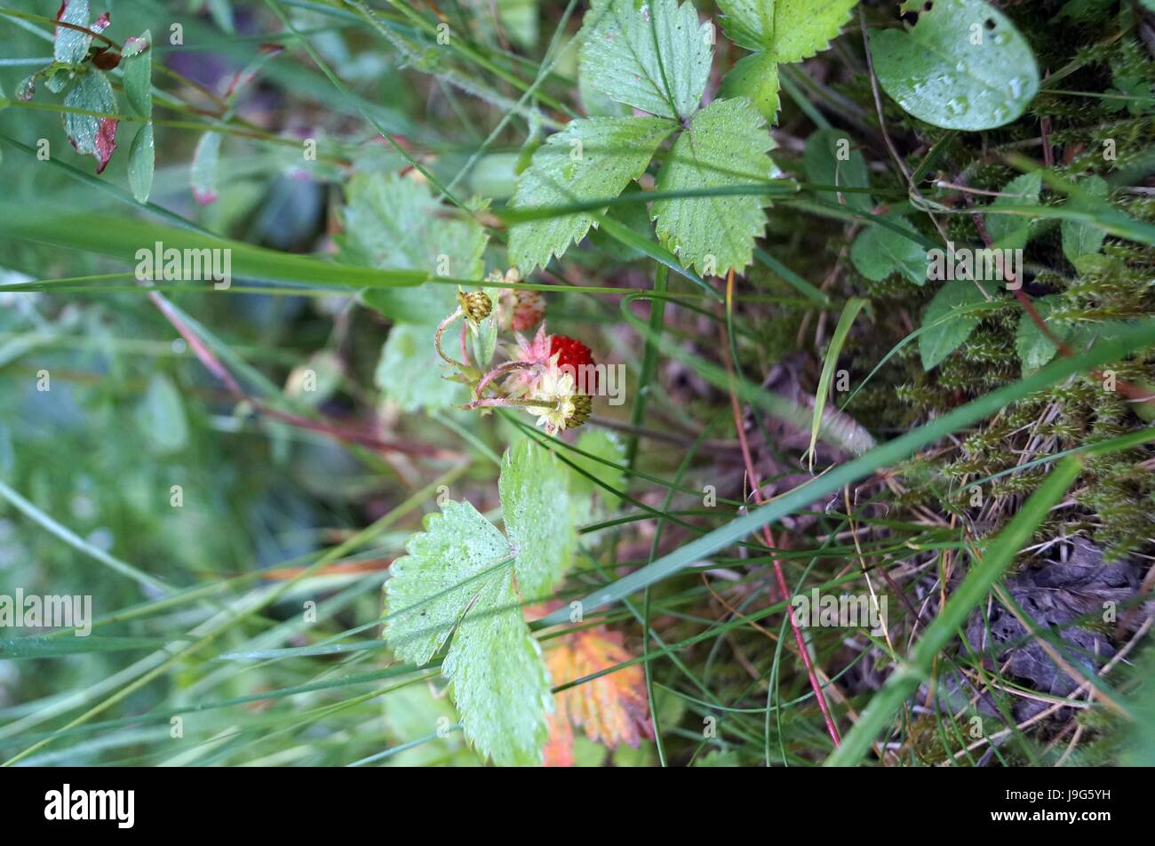 Strawberry bush with ripe berries and green leaves in the forest Stock ...