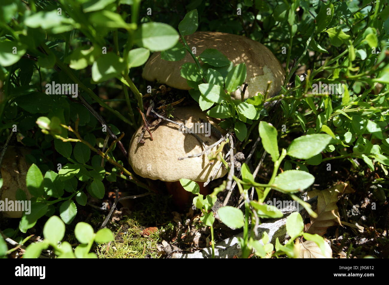 Mushroom Boletus Satanas with gray beige hat and pink leg Stock Photo