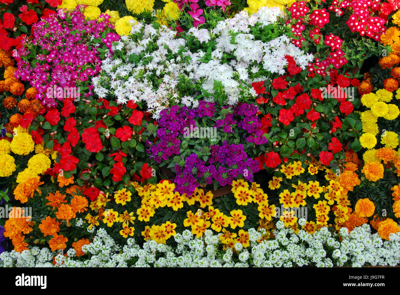colour, garden, flower, plant, bloom, blossom, flourish, flourishing,  flowers Stock Photo - Alamy