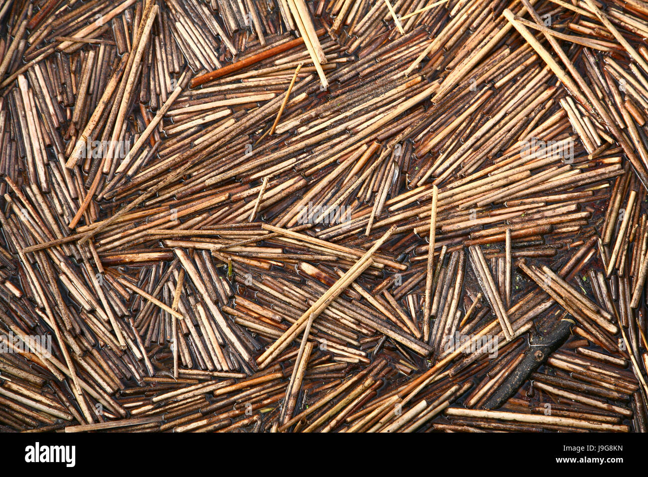Reed cut in a lake  in scandinavia in denmark Stock Photo