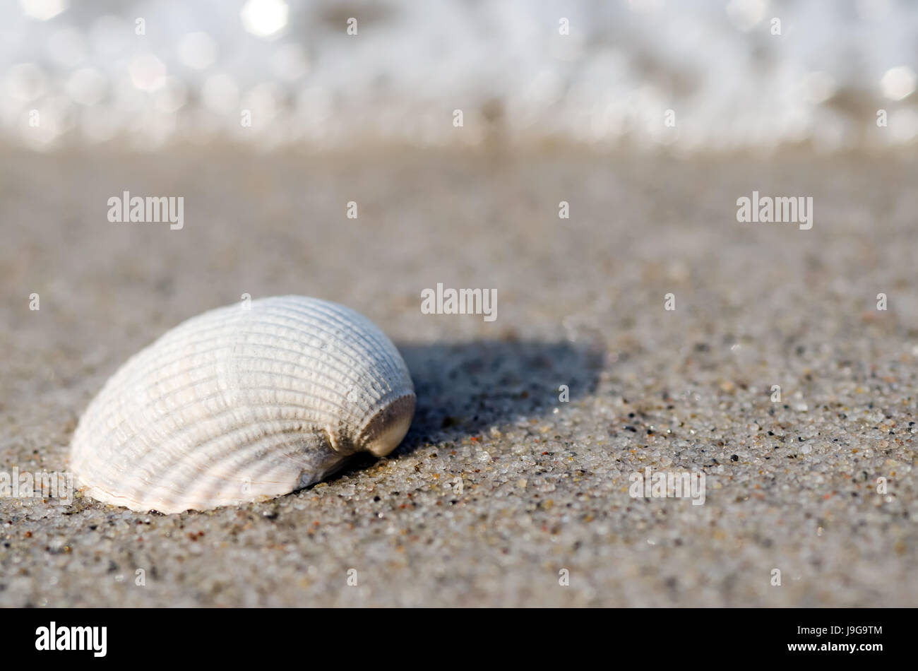 Sea Shell Sil beach, seaside, the beach, seashore, shell, silicic, salt water, sea ...