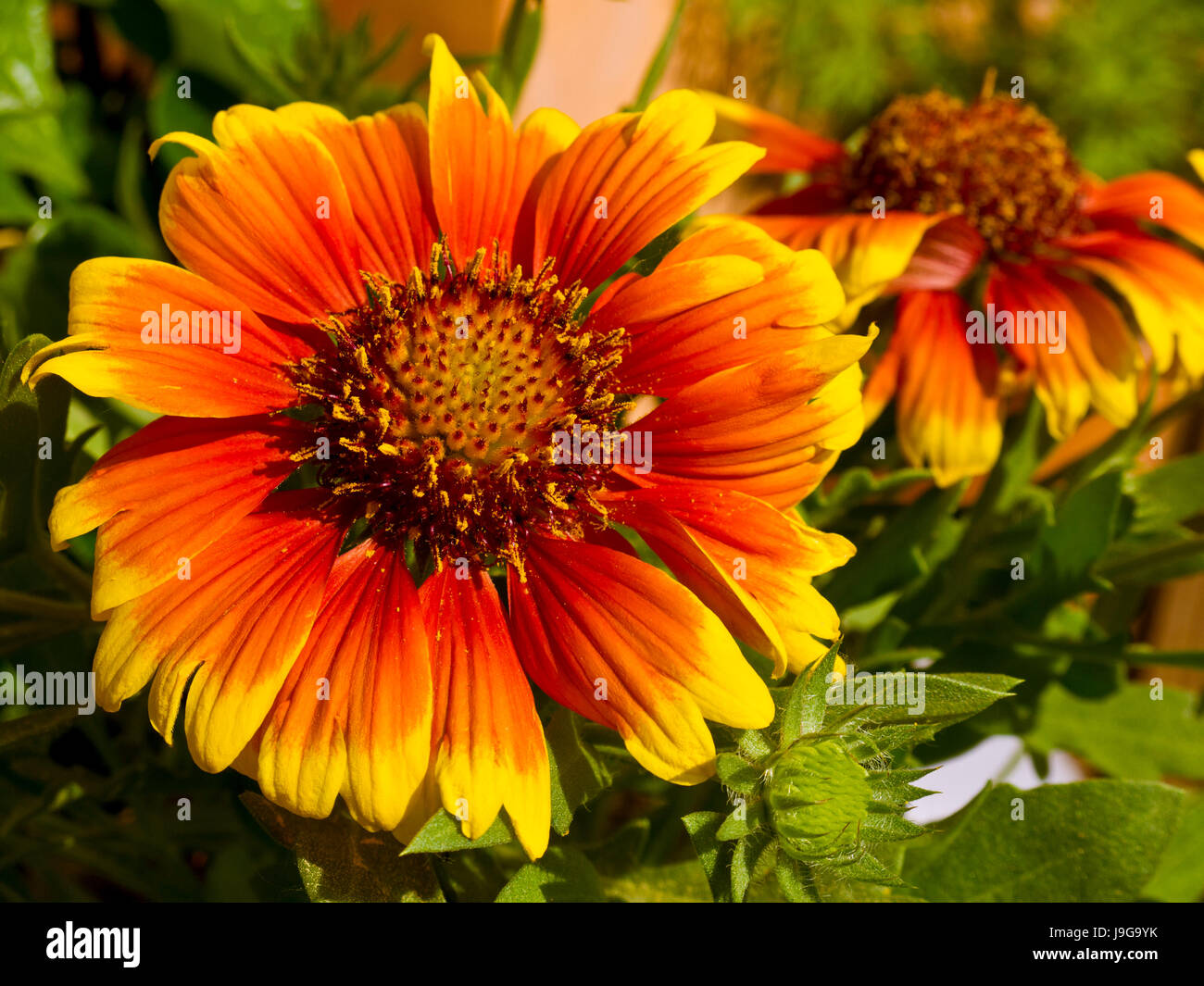orange, garden, plant, flower, bloom, blossom, flourish, flourishing, flowers, Stock Photo