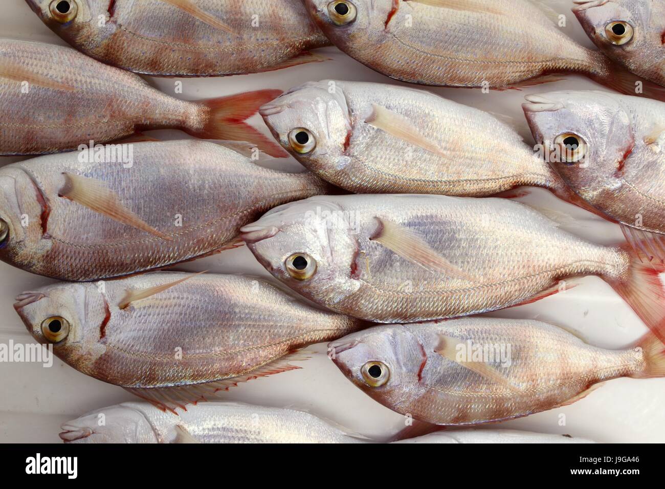 food, aliment, industry, animal, fish, skin, silver, stock exchange, Stock Photo