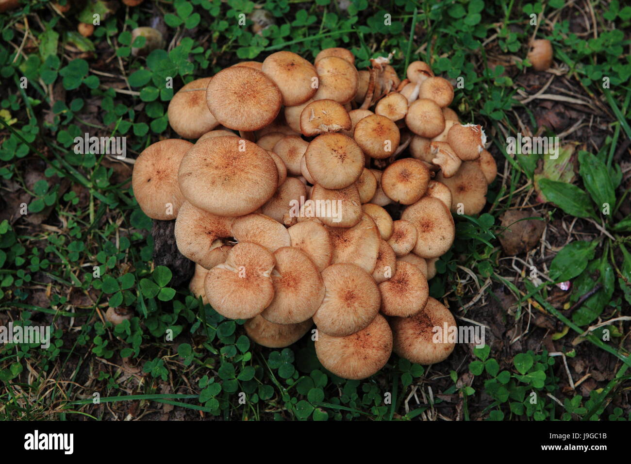 Wild Mushrooms growing in New York State, USA, September 2015 Stock Photo