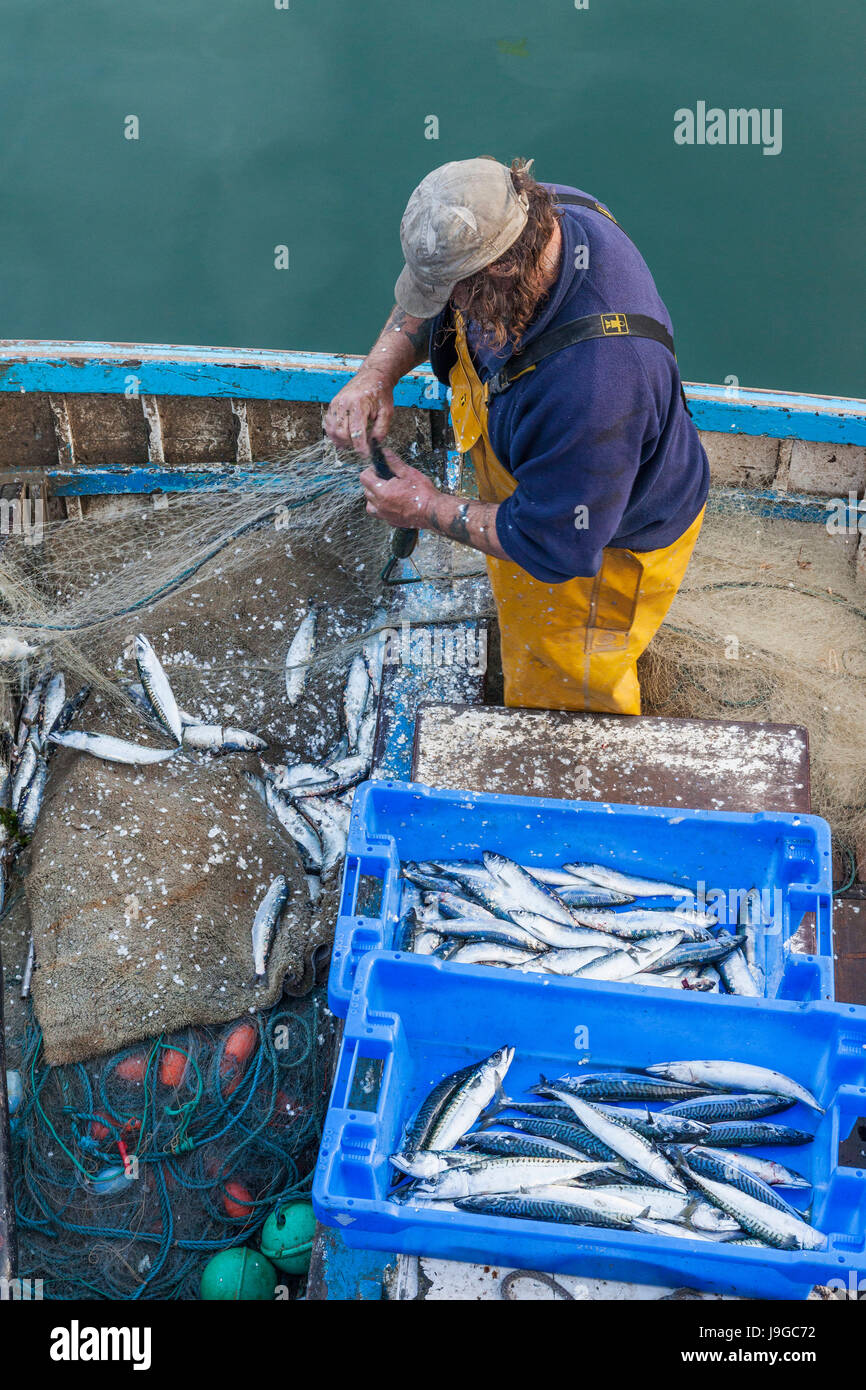 England, Cornwall, Mevagissey, Fisherman Unloading Mackeral Catch Stock