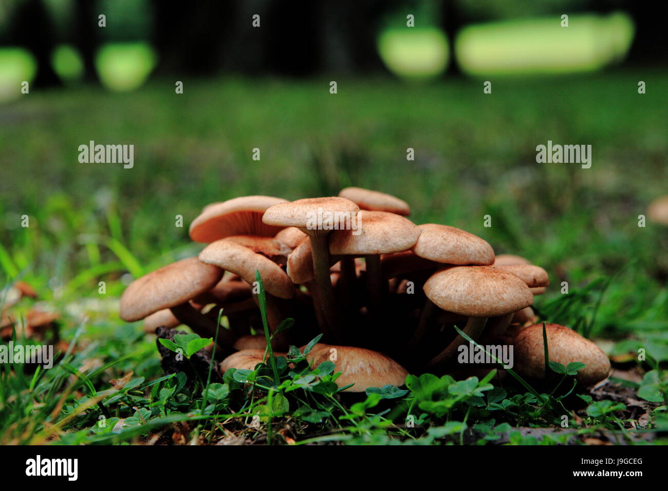 Wild Mushrooms growing in New York State, USA, September 2015 Stock