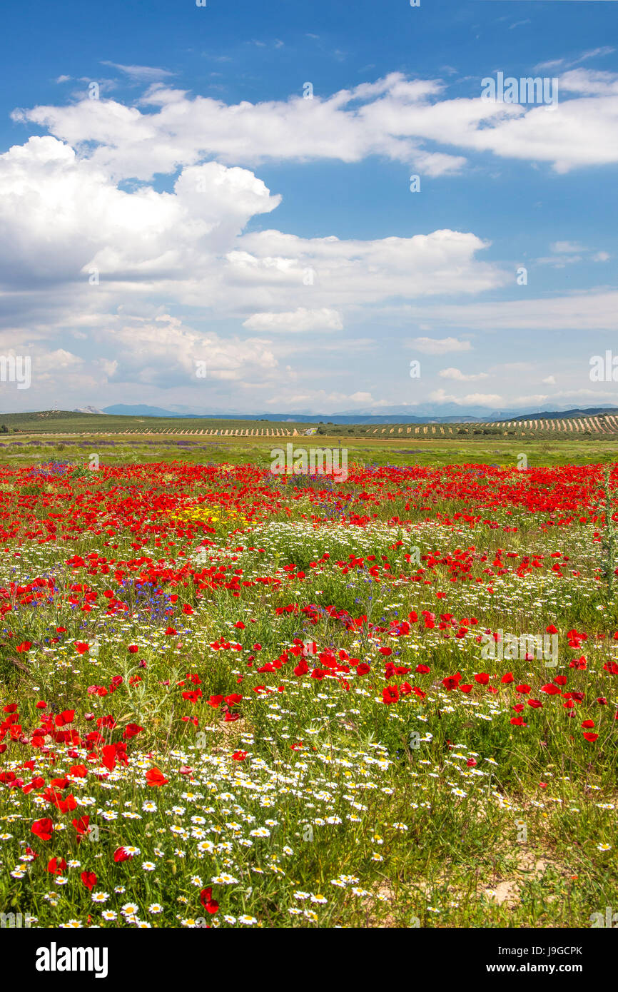 Spain, Andalucia Region, Malaga Province, landscape, amapolas field