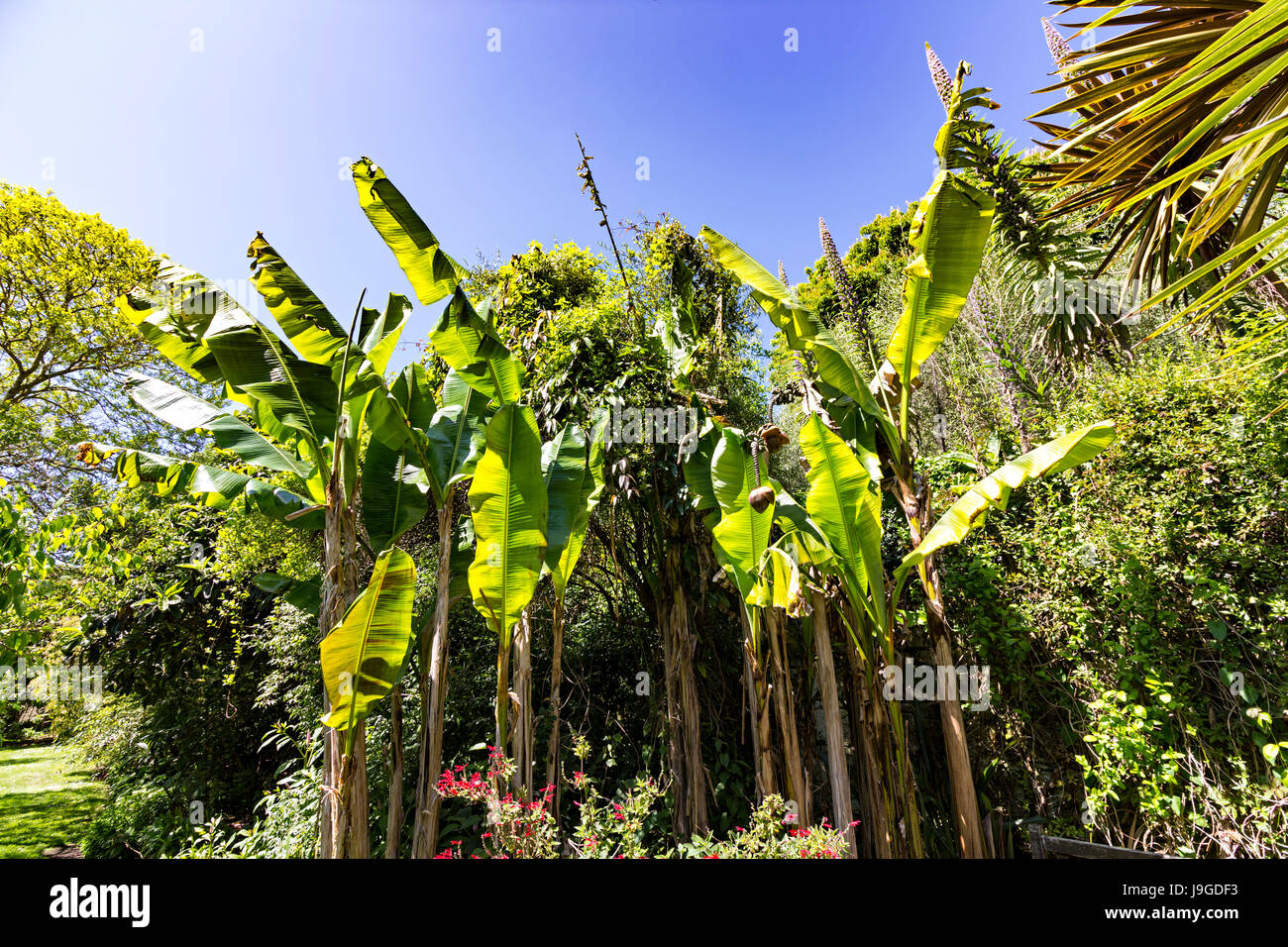 Japanese banana trees,Ventnor Botanic Gardens, Isle of Wight, UK Stock