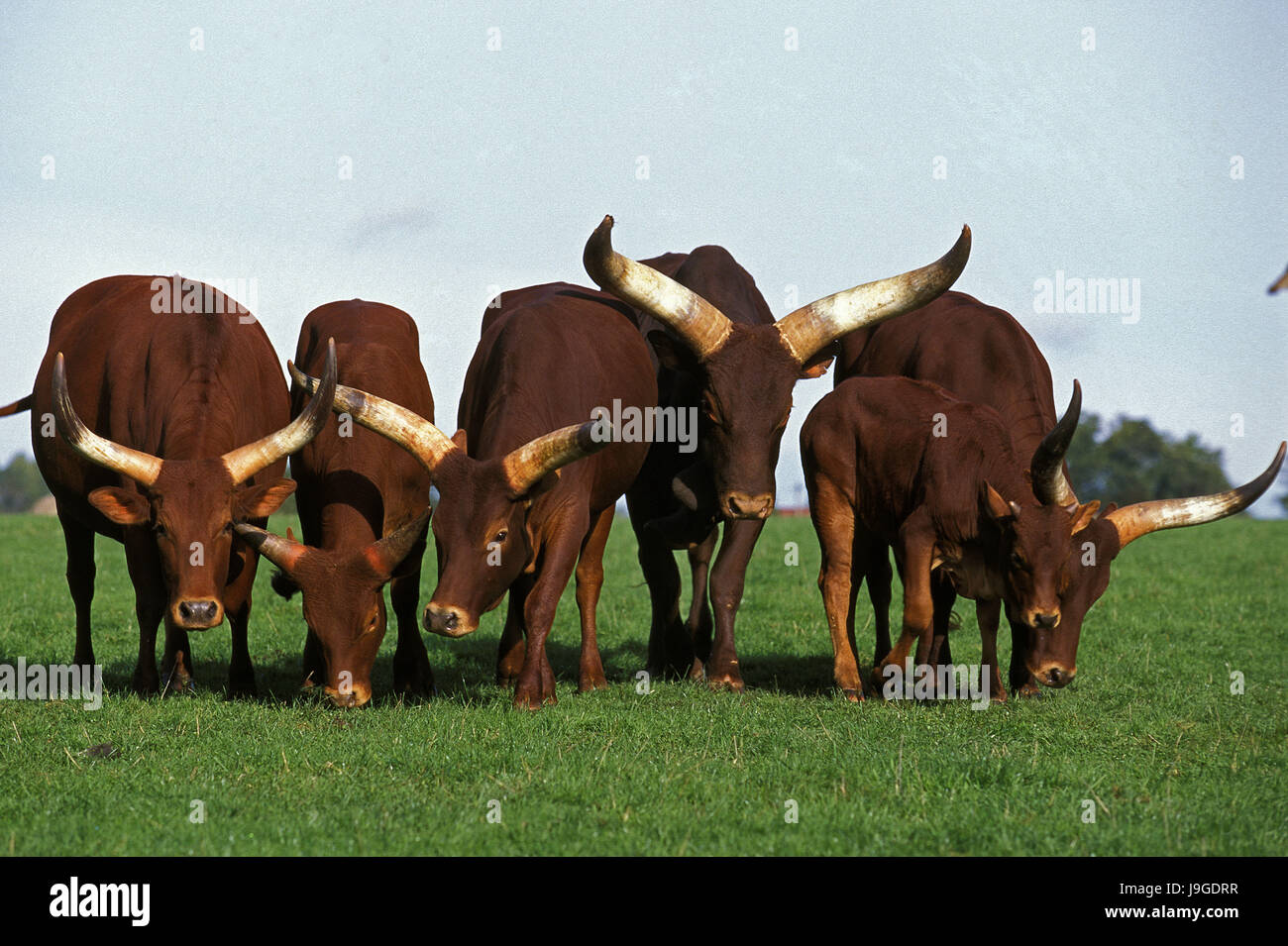 Watussi, bos primigenius taurus, Herd, Stock Photo