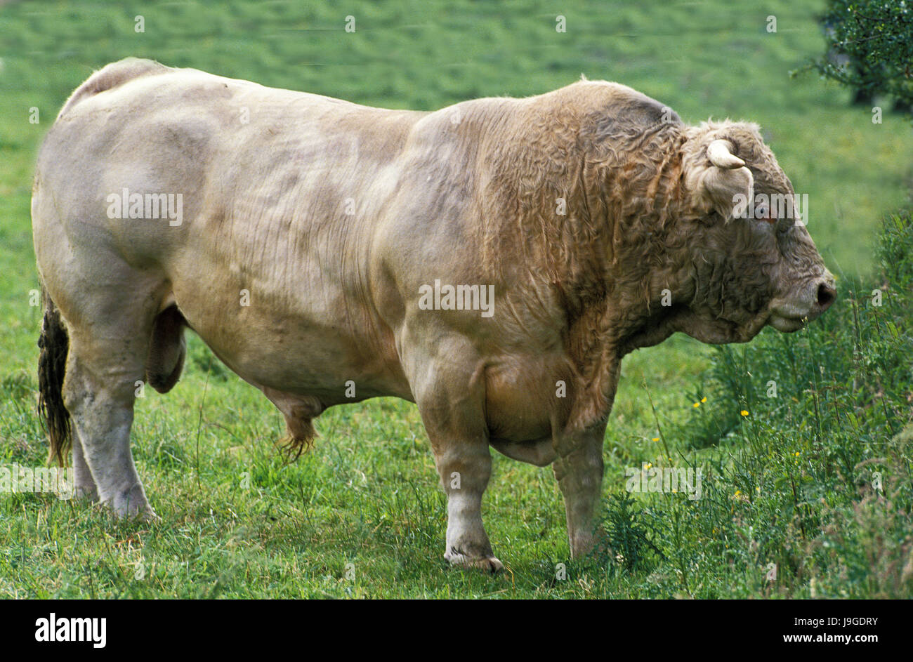 French Domestic Cattle, Blonde d'Aquitaine, Bull, Stock Photo
