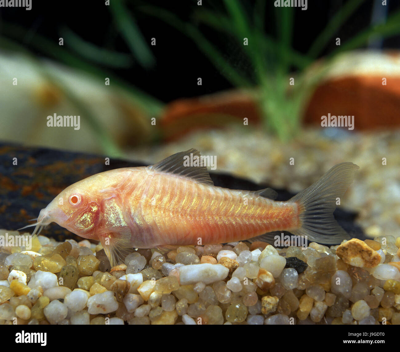 Peppered Cory, corydoras paleatus, Albino Fish, Stock Photo