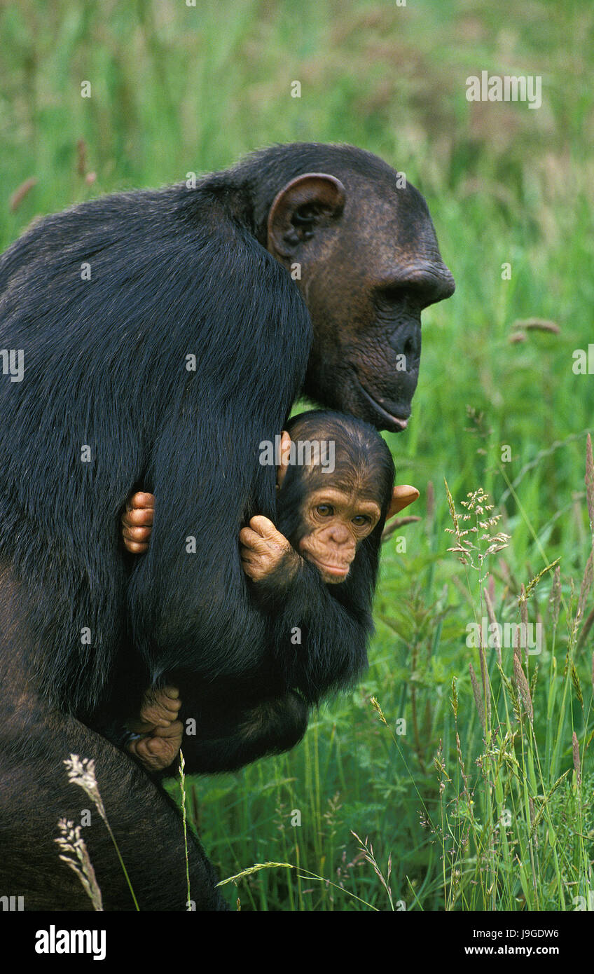 Chimpanzee, pan troglodytes, Mother carrying Young, Stock Photo