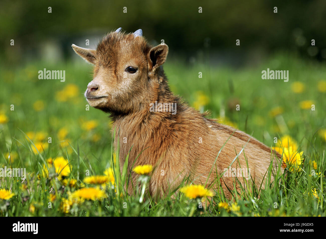 Pygmy domestic goat or Dwarf Goat, capra hircus, 3 Month old Young with