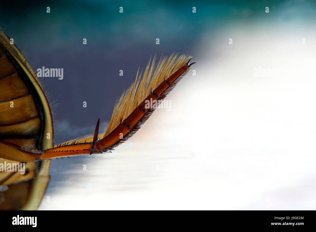 Great Diving Beetle, dytiscus marginalis, Close up of Leg, Normandy, Stock Photo