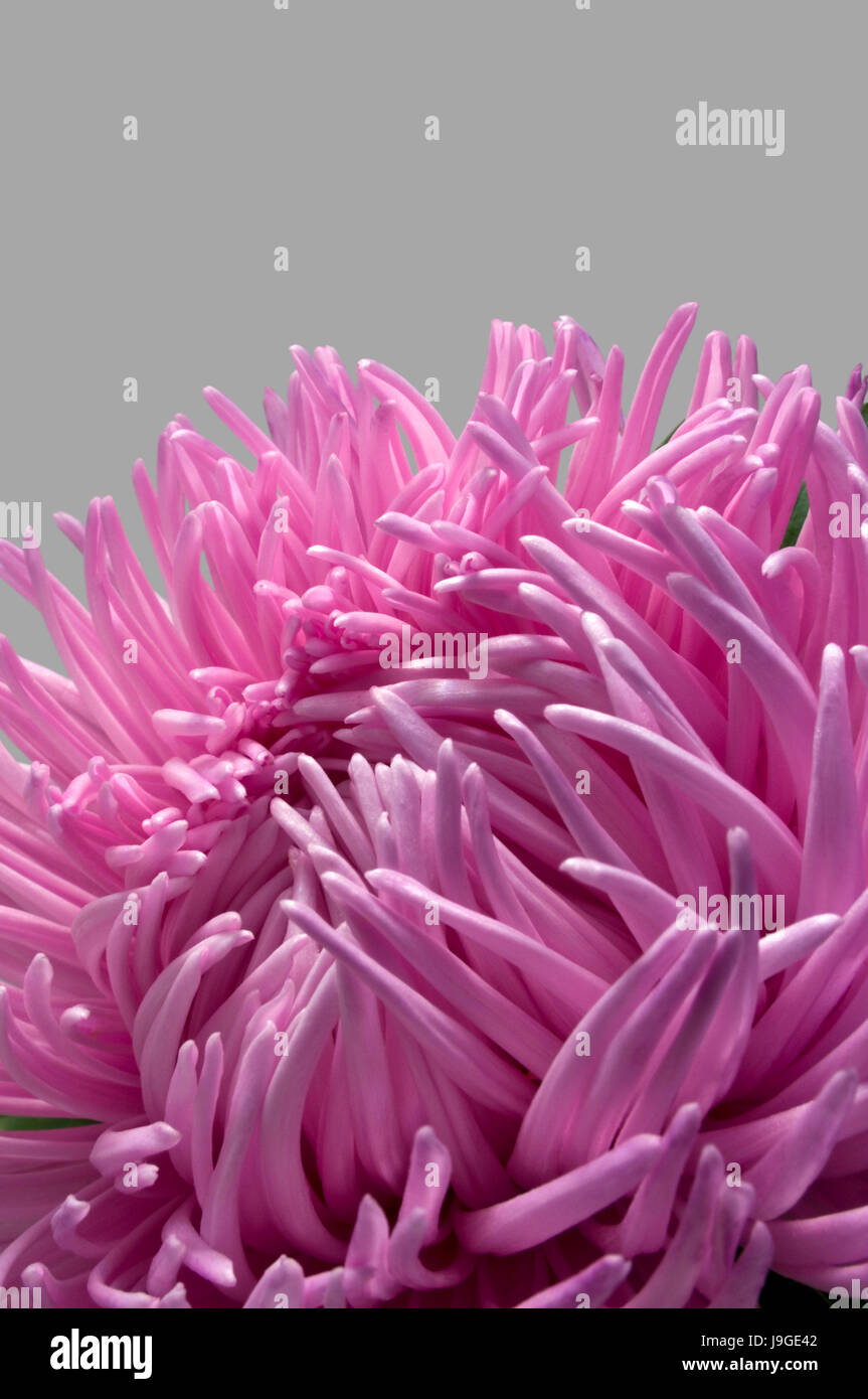 Natural Science, Pink asters flower, close-up, Stock Photo
