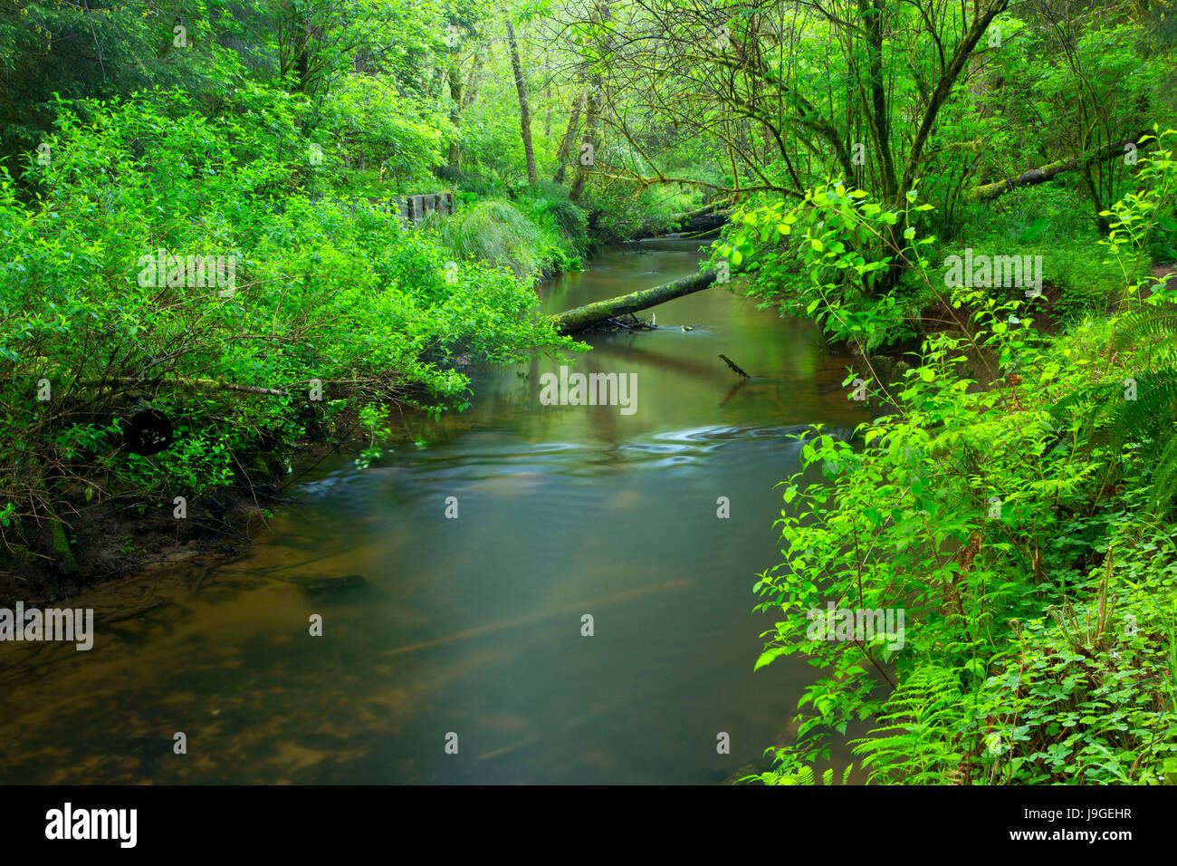 Spencer Creek along Spencer Creek Trail, Beverly Beach State Park, Oregon Stock Photo Alamy