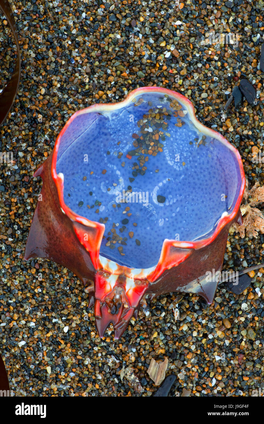 Crab shell on beach, Fogarty Creek State Park, Lincoln City, Oregon