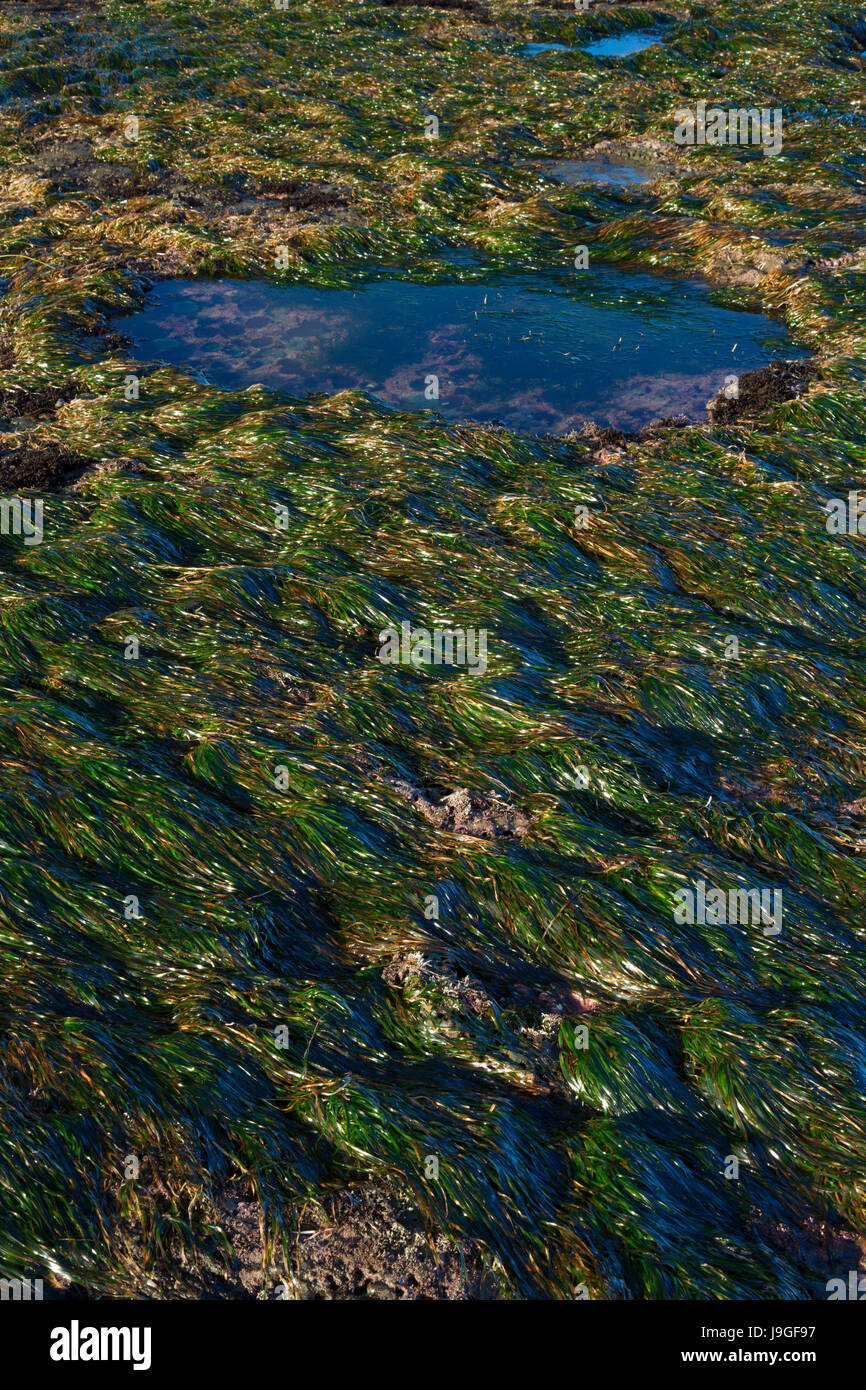 Tidepool with eelgrass, Marine Gardens State Park, Oregon Stock Photo