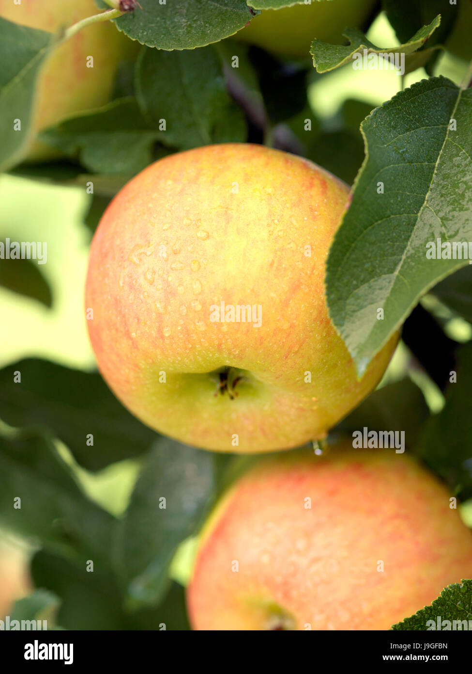 Apple tree whole hi-res stock photography and images - Alamy